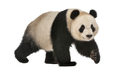 Giant panda bear walking forward, isolated on transparent background © GODSTOX