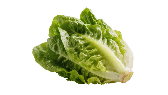 Fresh green romaine lettuce head with water droplets, isolated on transparent background