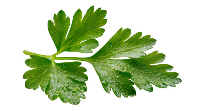 Fresh green parsley sprig with water droplets, isolated on transparent background