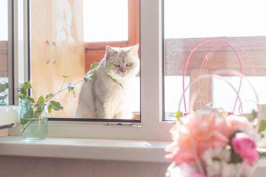 A sad British cat sits on the windowsill. Sunny day.