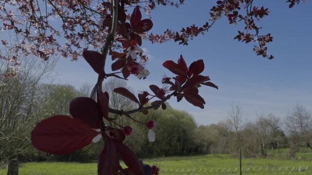 Close Up Branch Of A Cherry Plum With Dark Red Leaves And White Flowers