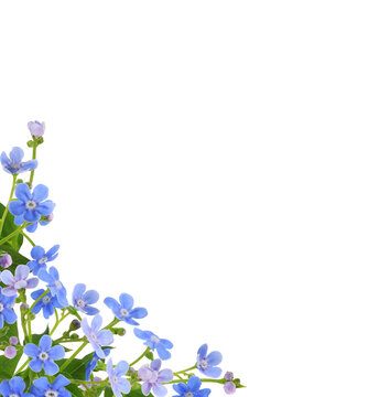 Beautiful blue forget-me-not (Brunnera) flowers in a corner arrangement isolated on white  or transparent background