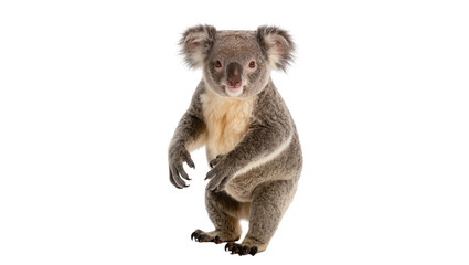 Fluffy grey koala standing upright, isolated on transparent background © GODSTOX
