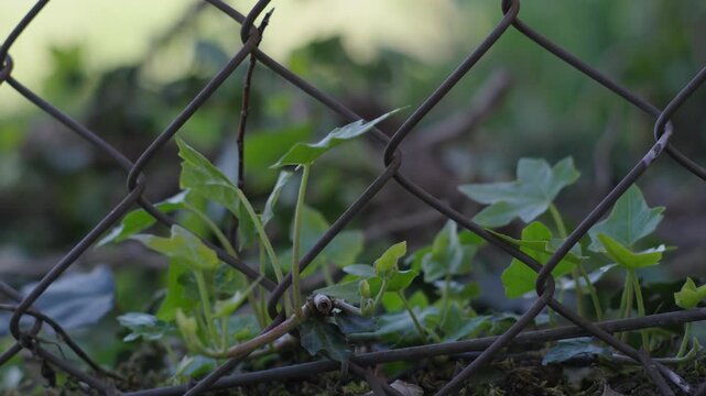 Small Wild Plant Growing Between Wires Of A Metallic Fence Close Up