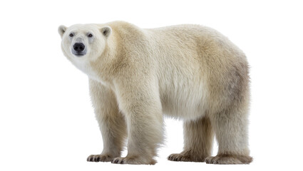 Majestic polar bear with thick white fur standing alert, isolated on transparent background © GODSTOX