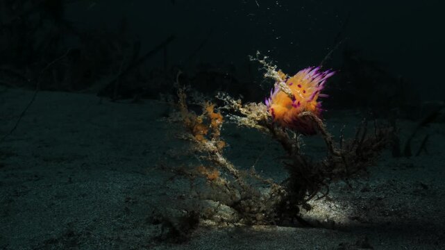 A scuba divers underwater torch lights up a vibrant coloured marine animal swaying in the ocean current.
