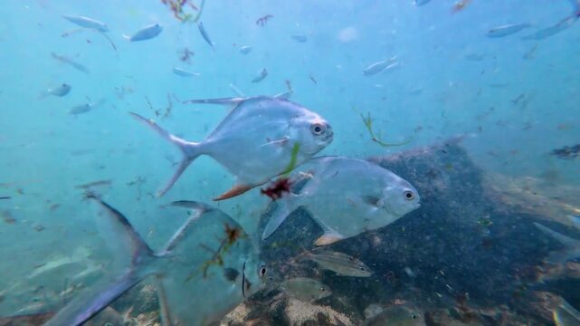 Underwater footage featuring a large Atlantic Tarpon and Permit fishes gliding through a vibrant, biodiverse rocky reef environment.