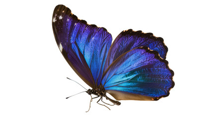 Vibrant blue morpho butterfly with iridescent wings, isolated on transparent background © GODSTOX