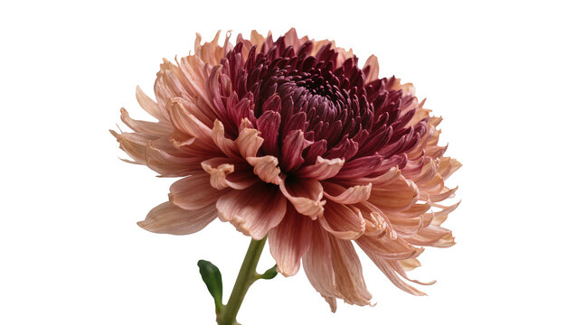 Pink and burgundy chrysanthemum flower with delicate petals, isolated on transparent background
