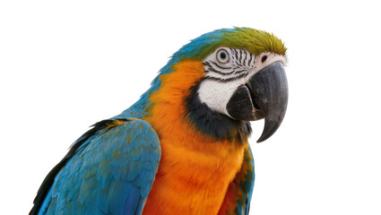 Fototapeta premium Blue and gold macaw parrot with vibrant plumage, isolated on transparent background