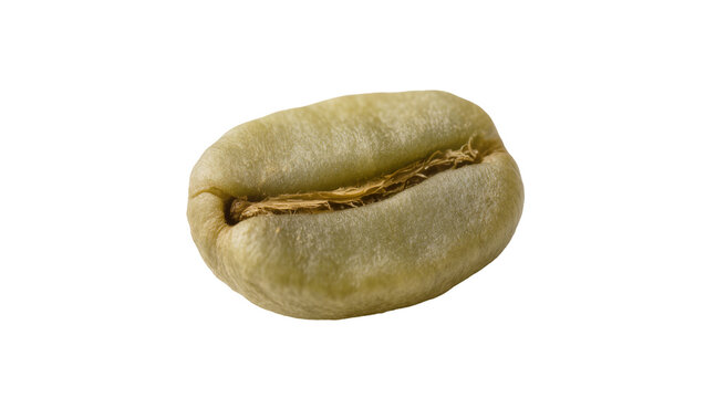 Single raw green coffee bean with central groove, isolated on transparent background