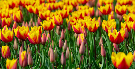 Obraz premium Field with colorful flowers in bright sunlight in springtime, Almere, Flevoland, The Netherlands, April 8, 2026
