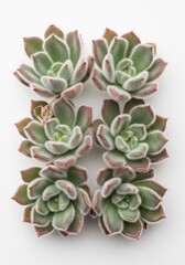 Fototapeta premium Fresh Succulent Plants Arranged in a Pattern on a White Background
