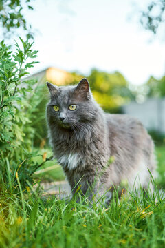 Beautiful gray cat resting in park on bright sunny day