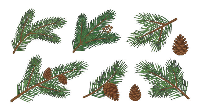 Pine branches with cones arranged in a neat pattern on a white background showing forest elements used for decoration