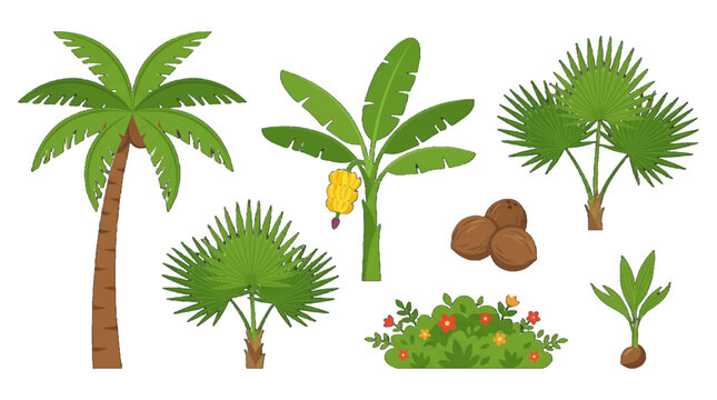 Variety of tropical plants including palm trees, banana plants, and coconut trees in a natural setting