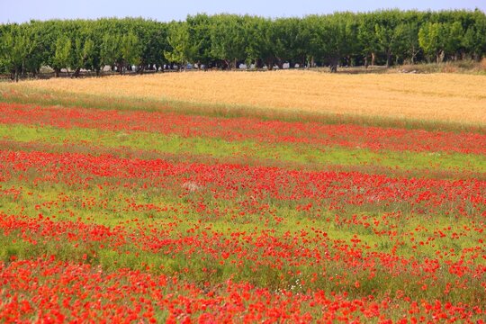 Spring in Italy. Springtime landscape - poppy field in Apulia region of Italy.