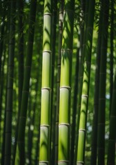 Obraz premium Lush Green Bamboo Stalks Against Natural Backdrop in Forested Area