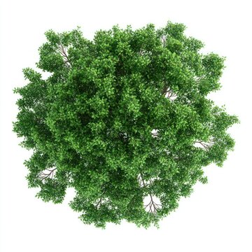 Real sycamore tree green view top.