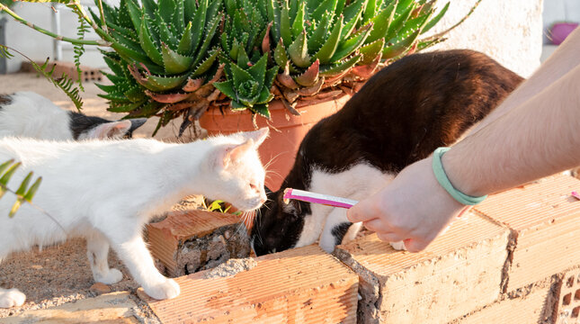 Young malnourished common European white kitten eats a nutritional supplement from a girl's hand. Feline nutrition.