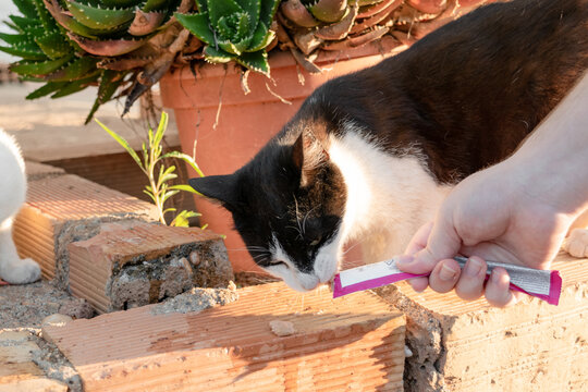 Administration of veterinary medication to a pregnant cat camouflaged as a treat.