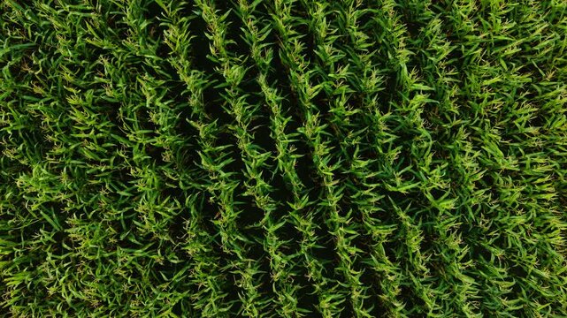 Symmetrical corn field in green landscape growing in aligned rows. Uniform maize plantation in vibrant farmland developing in structured lines. Balanced agricultural corn cultivation area in lush