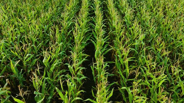 Fertile soil with high yielding corn growing in straight green rows. Rich farmland with productive maize developing across nutrient filled ground. Abundant crop area with vigorous corn vegetation
