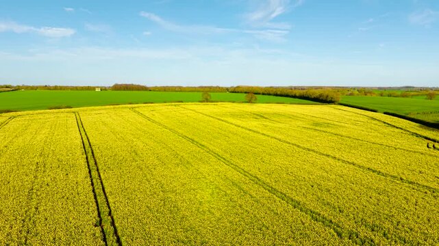 Aerial view over bright yellow canola plantation with parallel tractor tracks forming geometric lines. Large scale agriculture landscape emphasizing crop uniformity, land use and rural economy