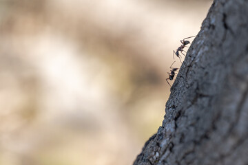 Ants climbing tree trunk in minimalist composition with copy space, teamwork and perseverance concept in natural outdoor environment with soft blurred background
