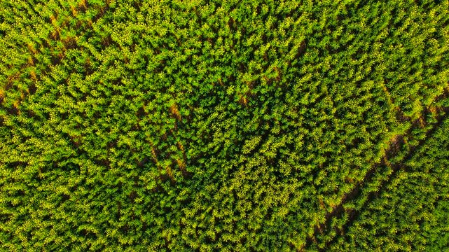 Rapeseed plants forming organic texture with green foliage and yellow blooms. Environmental agriculture concept linked to sustainable crop production and biofuel resources. Natural vegetation mosaic