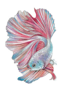 and-drawn Betta fish illustration in colored pencil, isolated