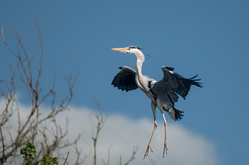 Fototapeta premium Grey heron landing with wings spread against blue sky, wildlife action scene with copy space