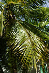 Naklejka premium A vibrant green palm leaf captured in close-up, highlighting its textures and veins in a natural outdoor setting. Perfect for tropical, botanical, or nature-themed designs.