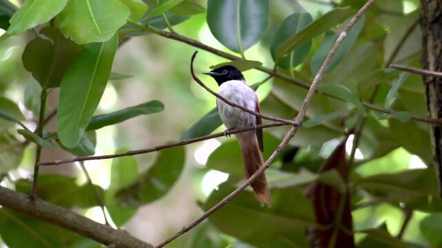 Seychelles Paradise Flycatcher Female (Terpsiphone corvina) Perched on a Branch in Veuve Nature Reserve, La Digue Island.