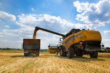 Fototapeta premium Combine harvester unloading grain into a truck trailer in a wheat field