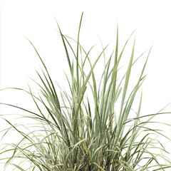 Naklejka premium a large clump of grasses isolated on a white background, in the style of a png image.