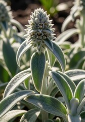 Obraz premium Soft Green Leaves and Unique Flowering Plant in Natural Setting
