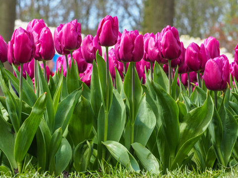 Magenta pink tulips (Tulipa) blooming in spring Keukenhoff garden copy space