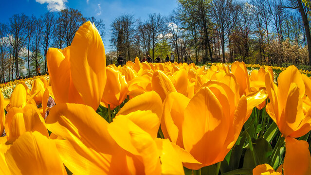 Yellow tulips (Tulipa) panoramic field under blue sky in Keukenhof