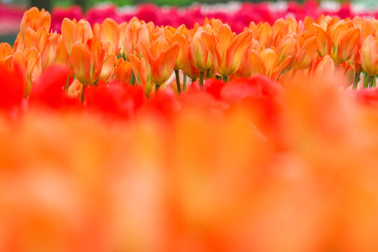 tullips blooming at Keukenhof, The Netherlands