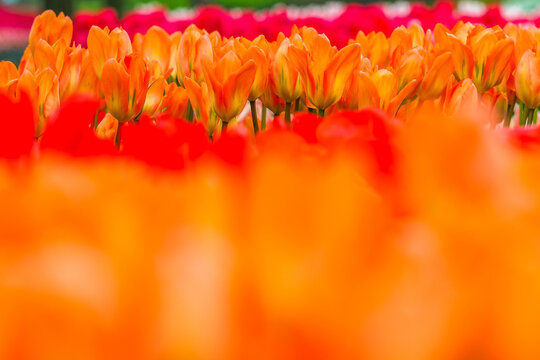 Orange tulips (Tulipa) blooming in field at Keukenhof, The Netherlands