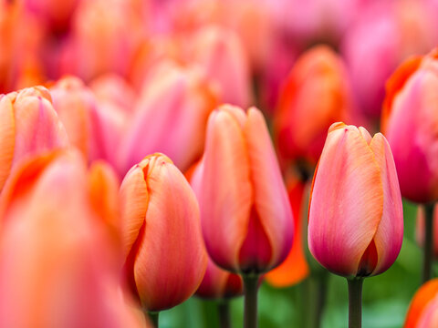 tullips blooming at Keukenhof, The Netherlands
