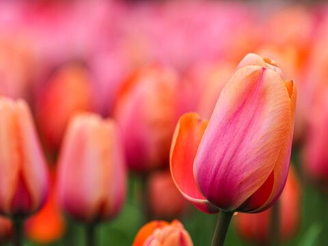 Pink tulip flowers (Tulipa) blooming close up in spring