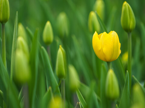 Yellow tulip (Tulipa) blooming among green buds in Keukenhof copy space