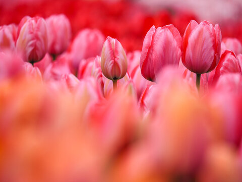 Pink tulips (Tulipa) blooming in field with soft bokeh keukenhoff, Netherlands