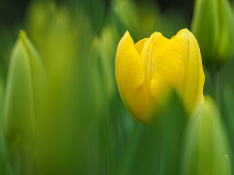 Yellow tulip (Tulipa) blooming among green buds in Keukenhof copy space