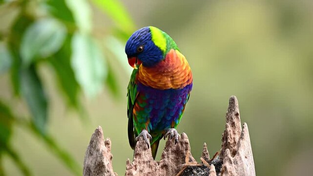 Rainbow Lorikeet Bird Perched on Wood with Soft Focus Green Foliage Background Close-Up