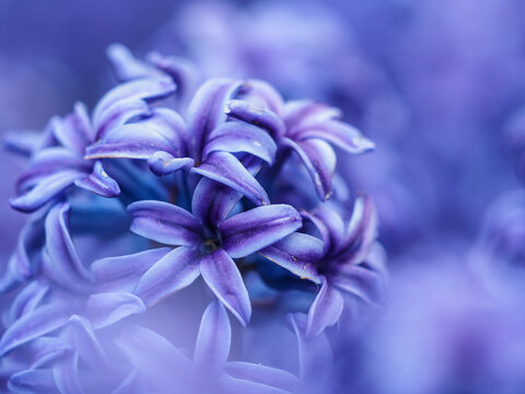 Purple hyacinth flower (Hyacinthus orientalis) close up in spring