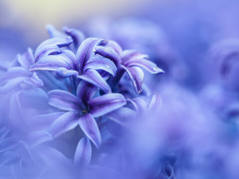 hyacinths blooming at Keukenhof, The Netherlands