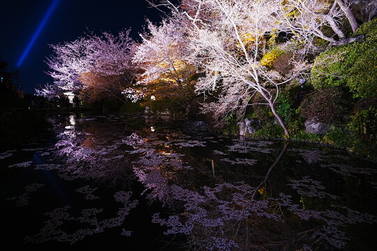 Full Bloom Cherry Blossoms reflecting on Hojo-ike Pond at Kiyomizu-dera Temple, Kyoto, Japan - 日本 京都 清水寺 放生池に映る満開の桜とリフレクション 春の風景